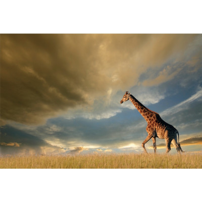 OBRAZ GIRAFFE 120X80