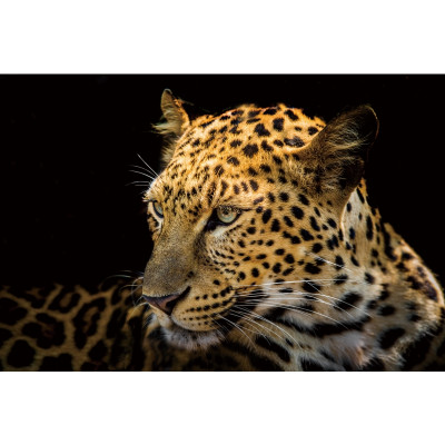 OBRAZ PANTHER II 120X80