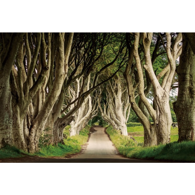 OBRAZ TREES III 120X80