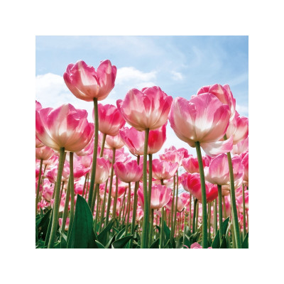 OBRAZ TULIPS 80X80