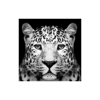 OBRAZ PANTHER 80X80