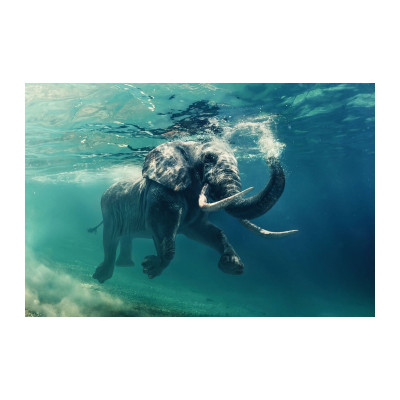 OBRAZ ELEPHANT 120X80