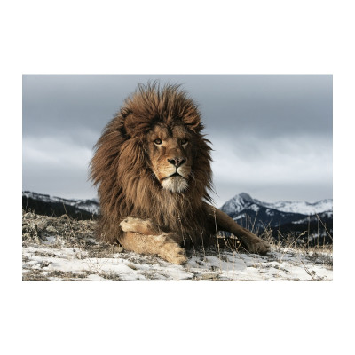 OBRAZ LION 120X80