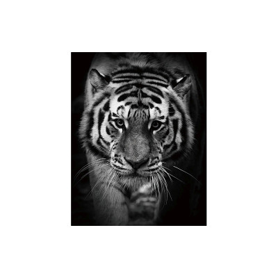 OBRAZ TIGER 80X120