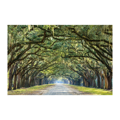 OBRAZ TREES I 120X80