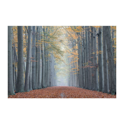 OBRAZ TREES II 120X80